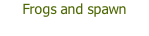 Frogs and spawn