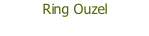 Ring Ouzel